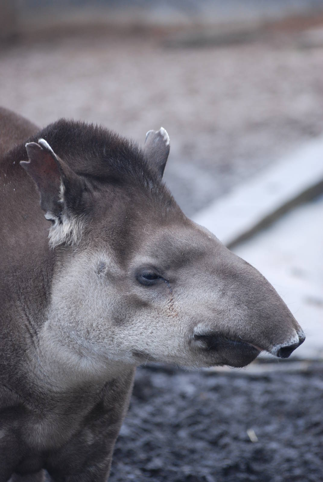 Brazilian Tapir at Twycross 27/02/11