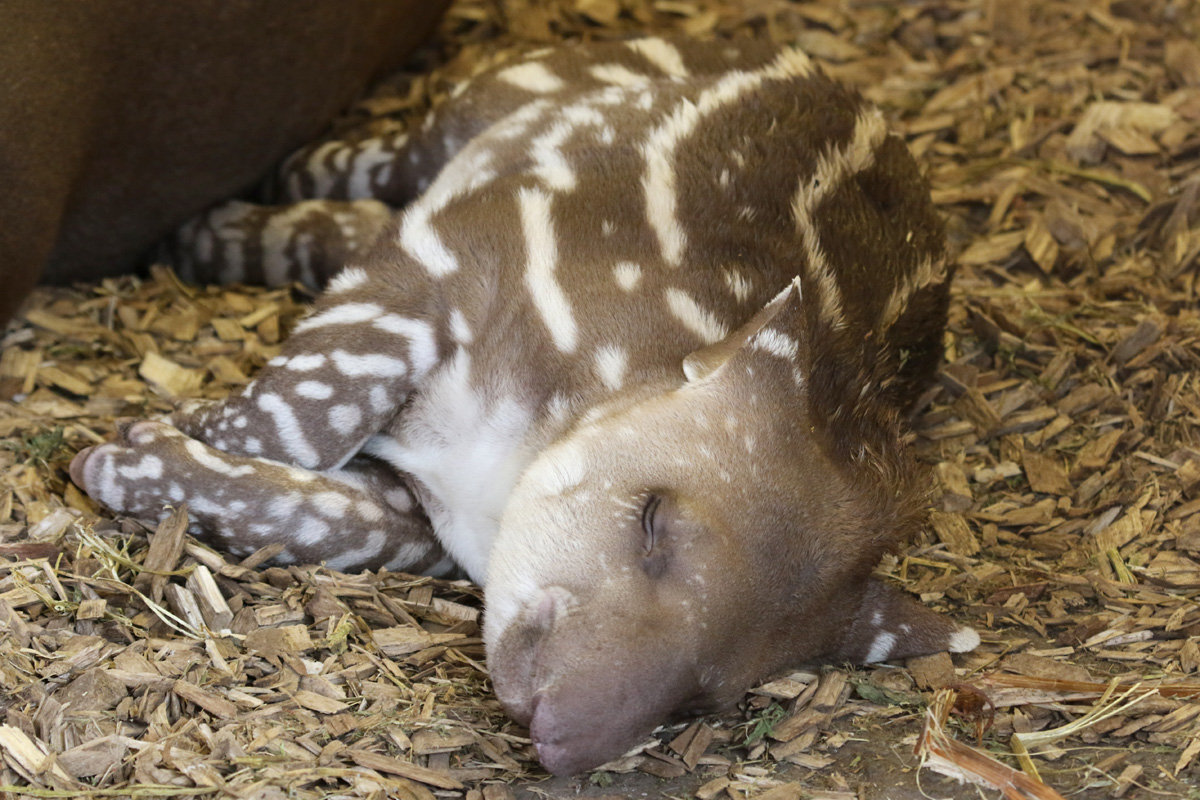 Brazilian Tapir baby at Chester Zoo 01/12/2018