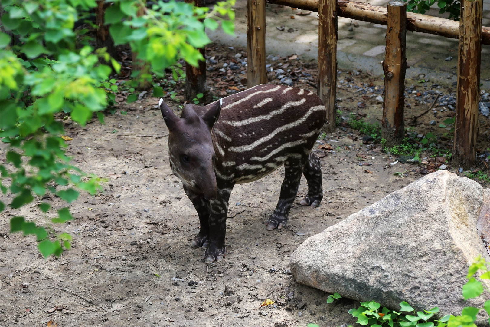 Brazilian Tapir Baby, August 2017