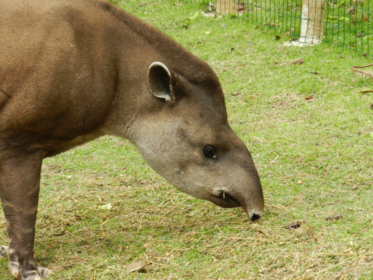 Brazilian tapir - BioParque do Rio