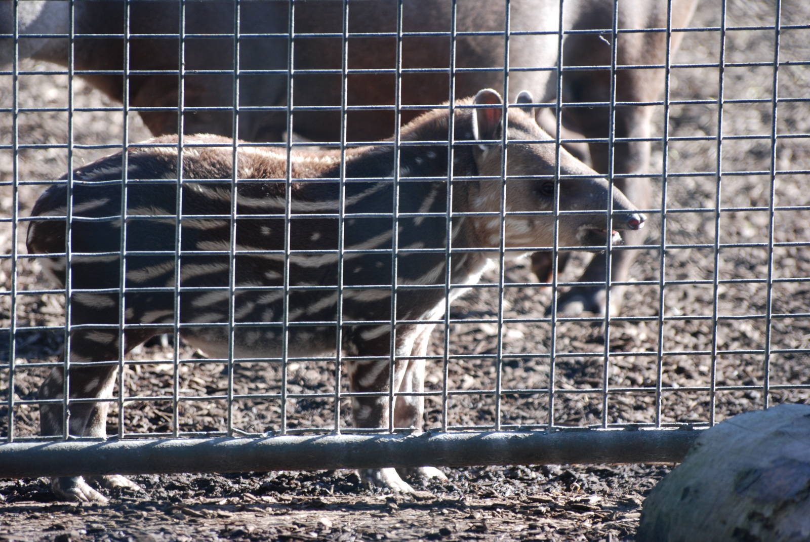 Brazilian Tapir Calf at Chester, 19/02/12