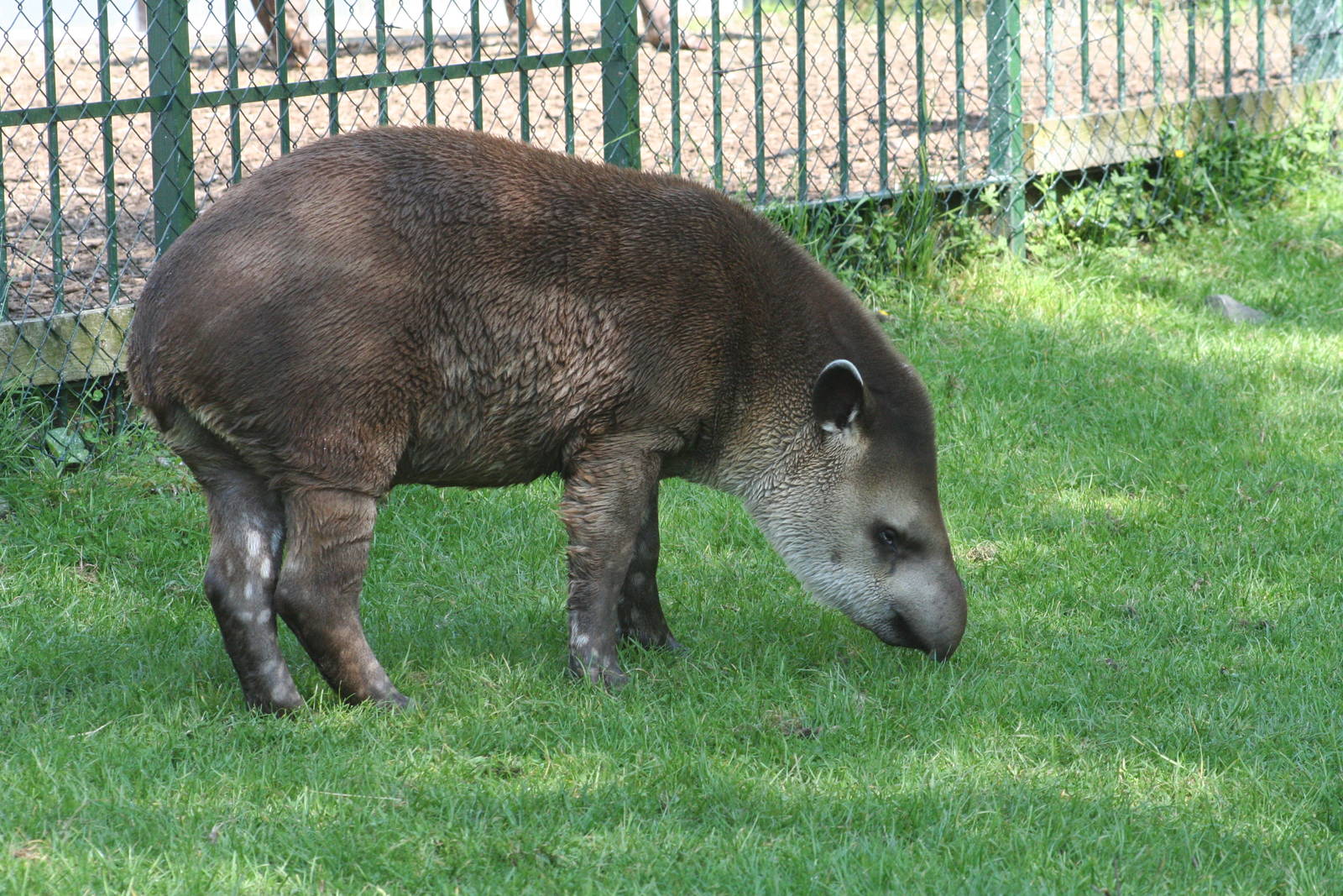 Brazilian Tapir calf @ Lake District Wildlife Park; 31.05.2014