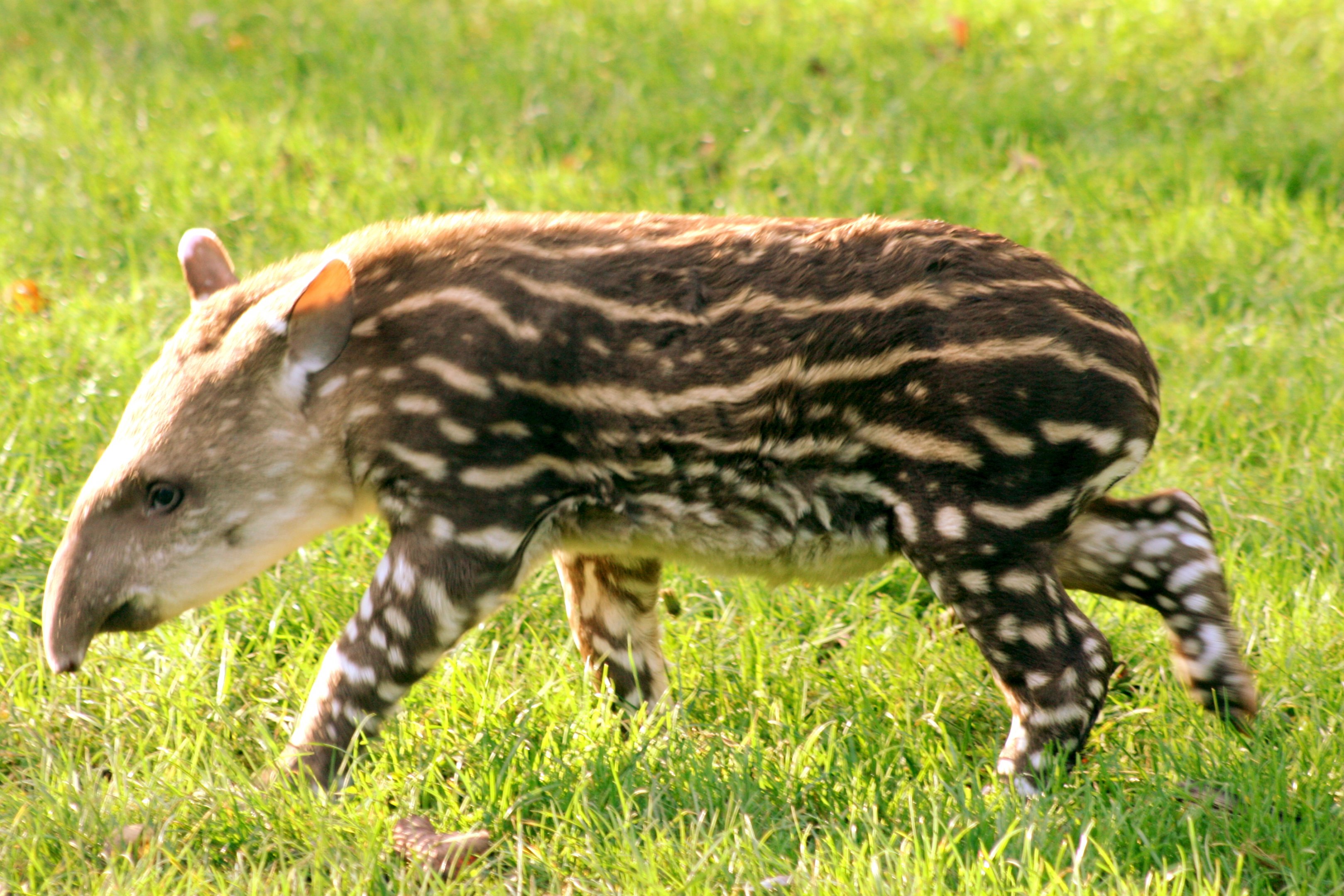 Brazilian tapir calf; Linton; 27th October 2017