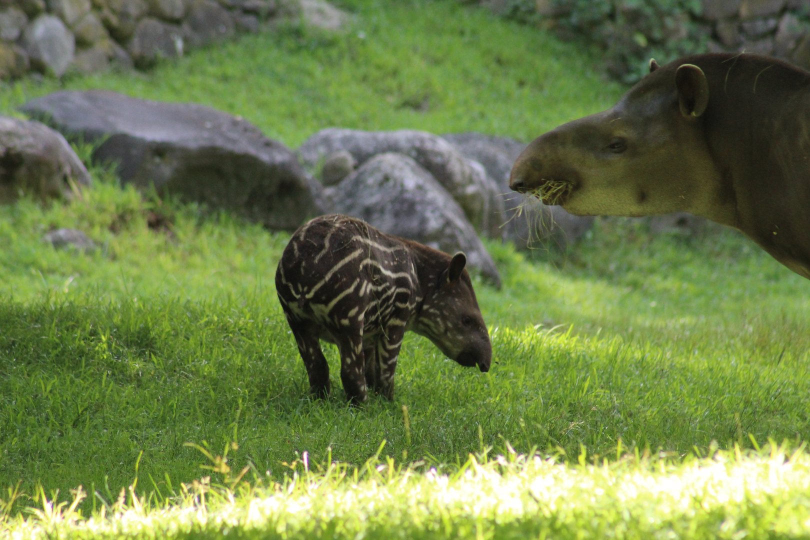 Brazilian Tapir Calf