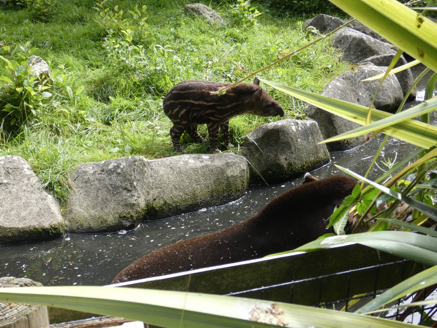 Brazilian Tapir calf