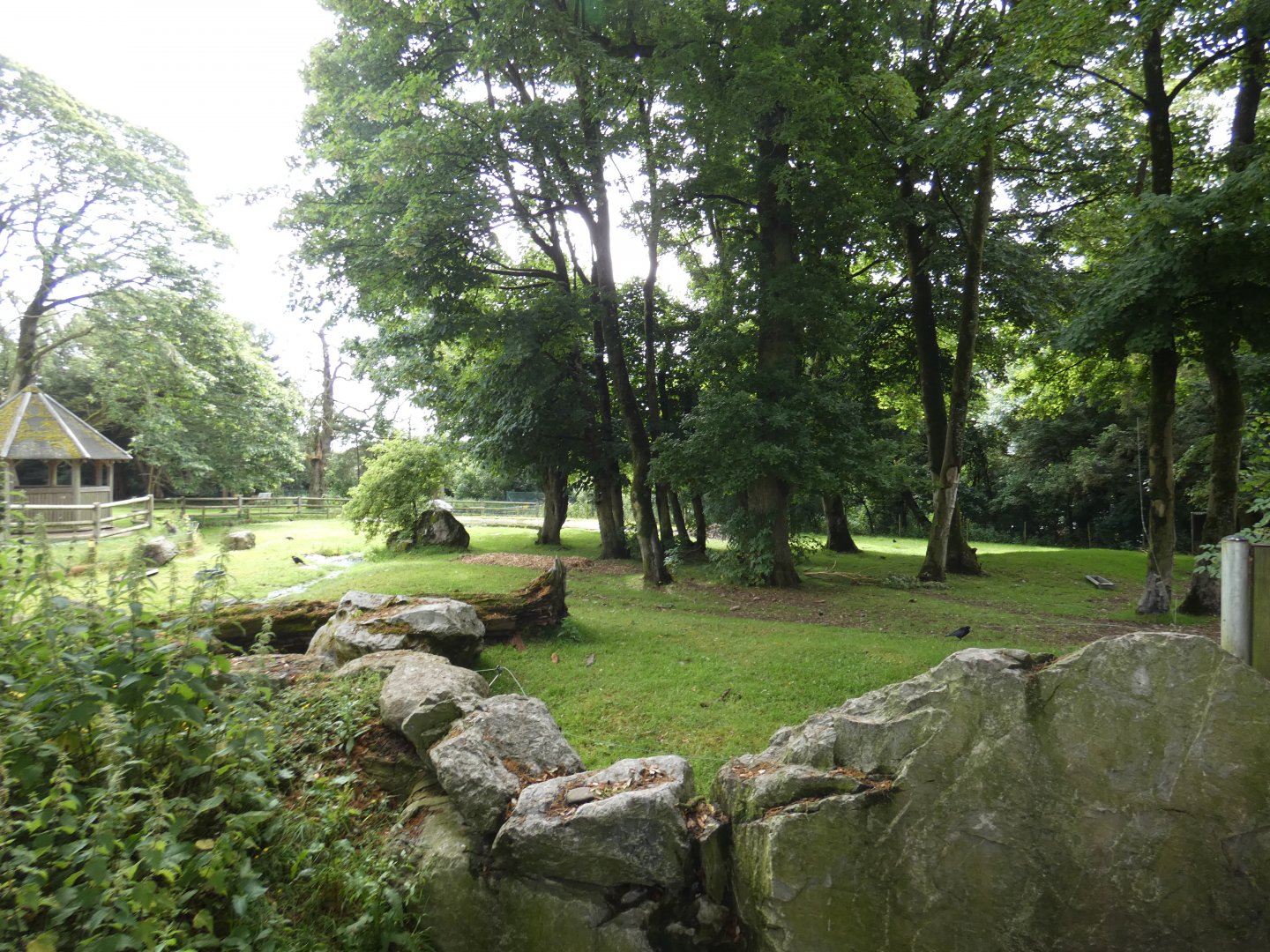 Brazilian tapir, Capybara and Darwin's rhea enclosure (2)