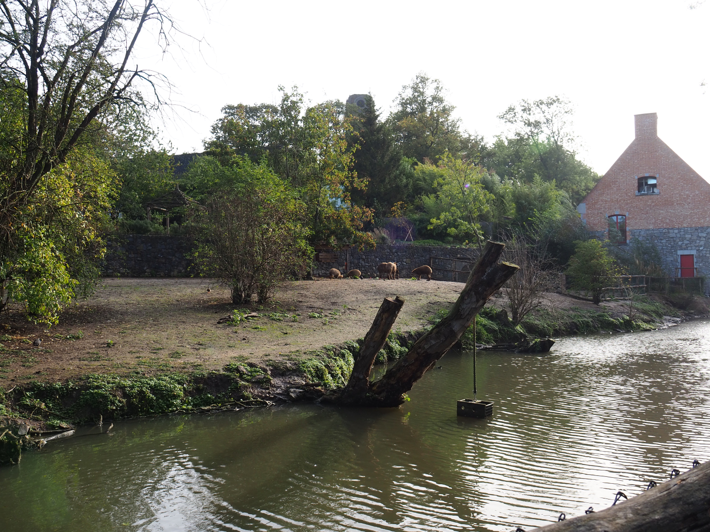 Brazilian tapir, Capybara and Giant anteater exhibit, 2019-10-04