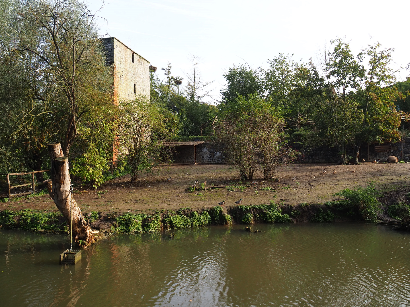 Brazilian tapir, Capybara and Giant anteater exhibit, 2019-10-04