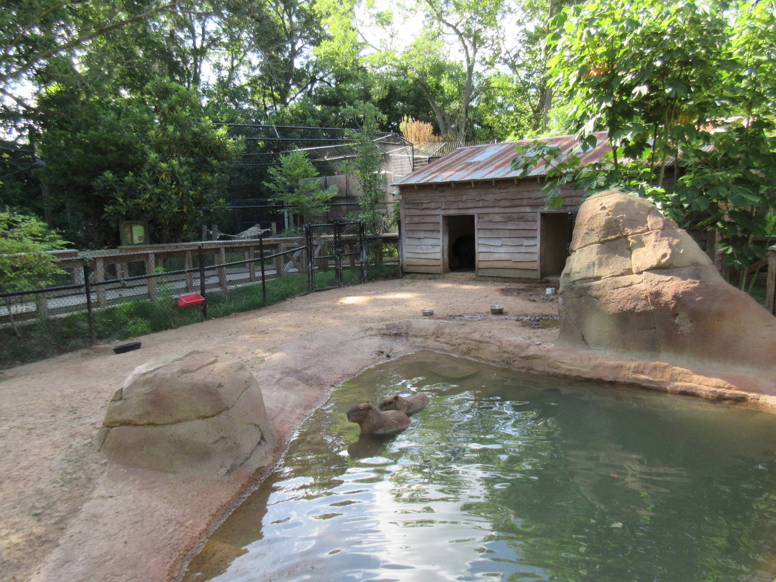 Brazilian Tapir/Capybara Exhibit
