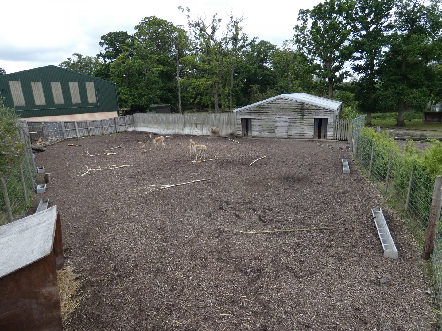 Brazilian Tapir, Capybara, Vicuna and Emu side paddock