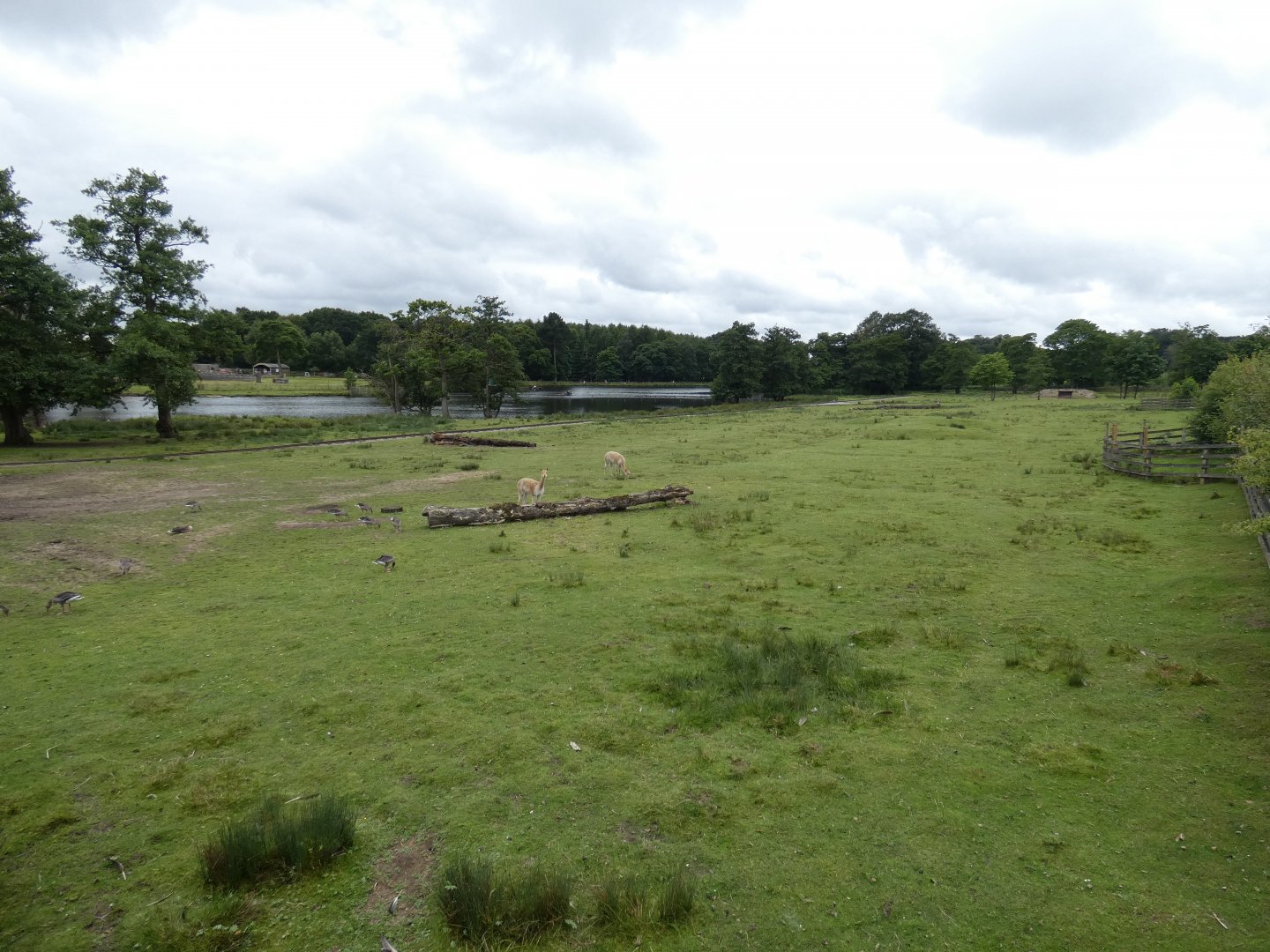 Brazilian Tapir, Capybara, Vicuna and Emu small paddock