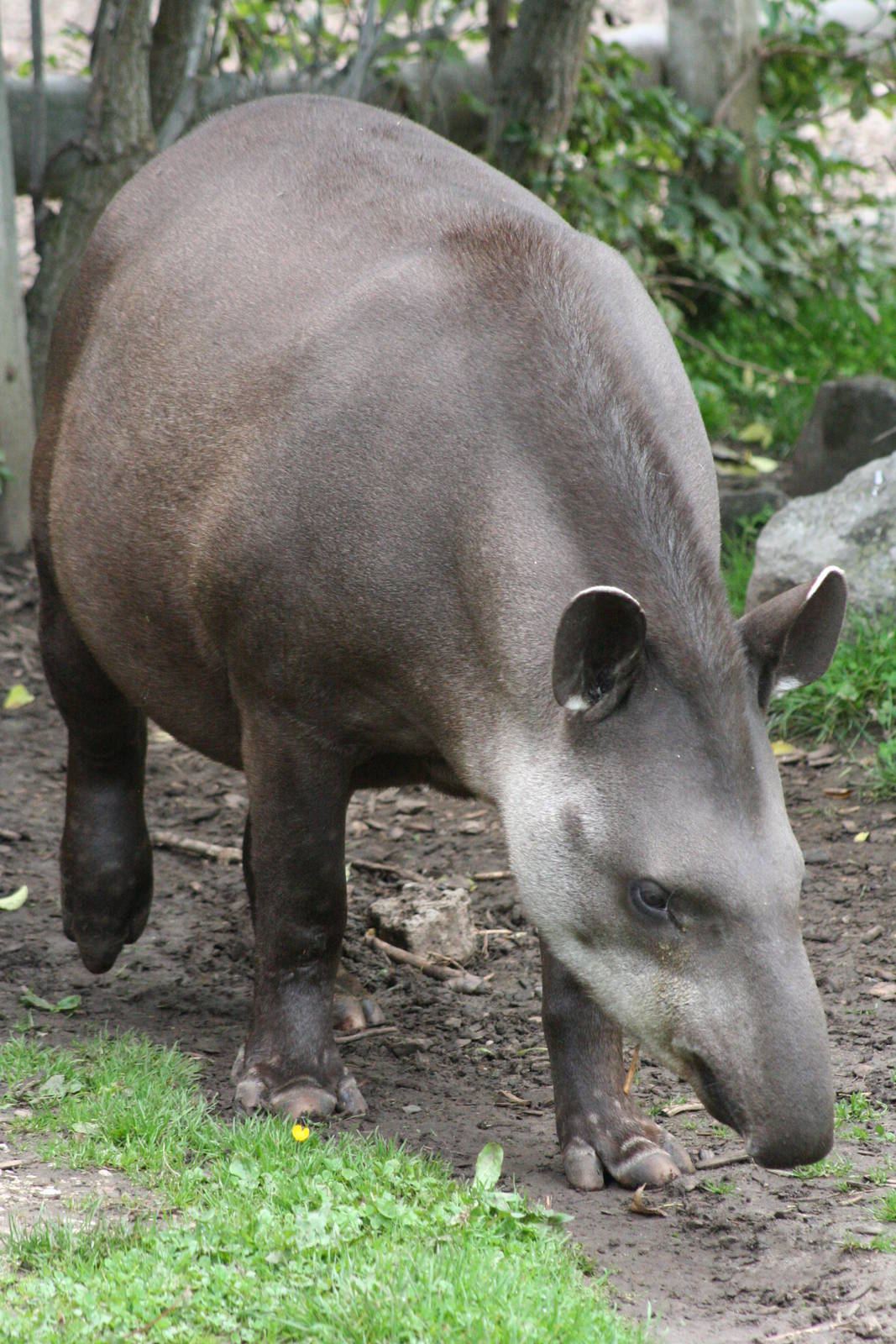 Brazilian Tapir @ Chester; 18.09.2015