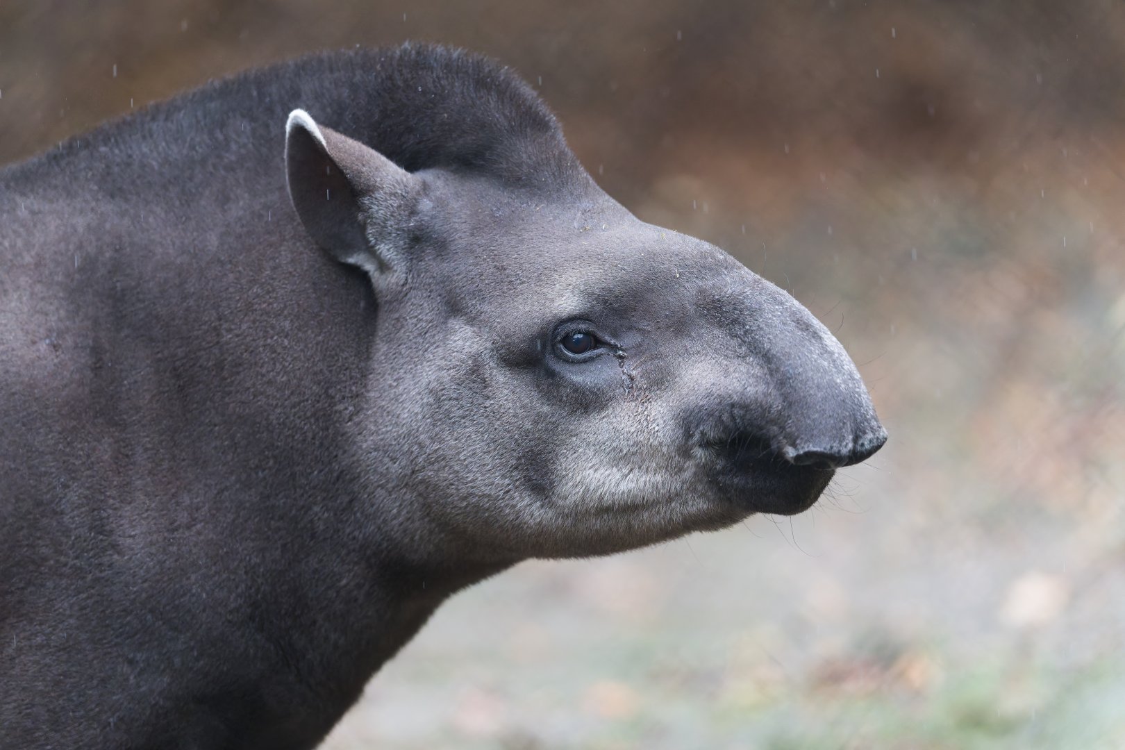 Brazilian Tapir, CWP, UK