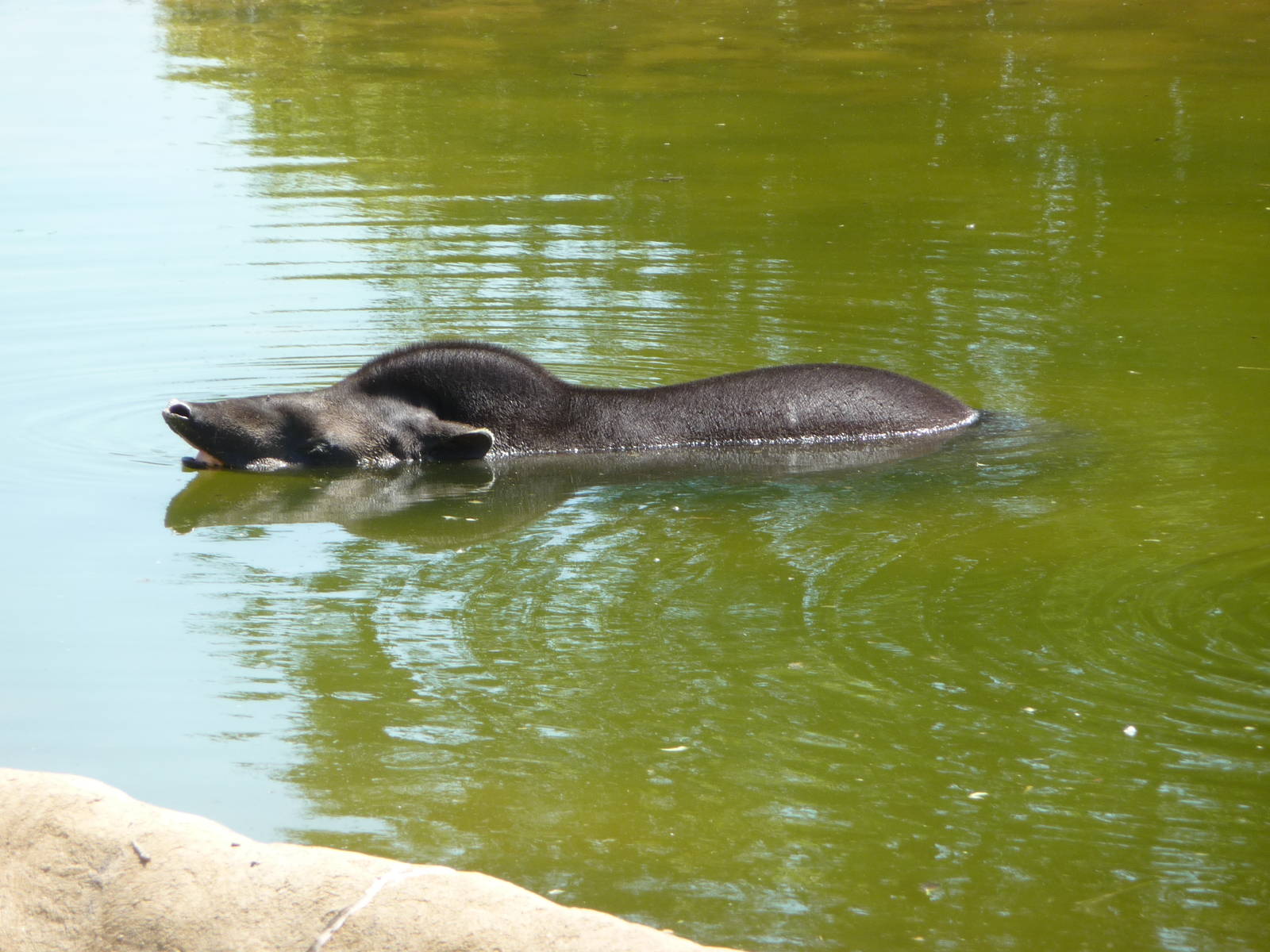 Brazilian Tapir - Detroit Zoo