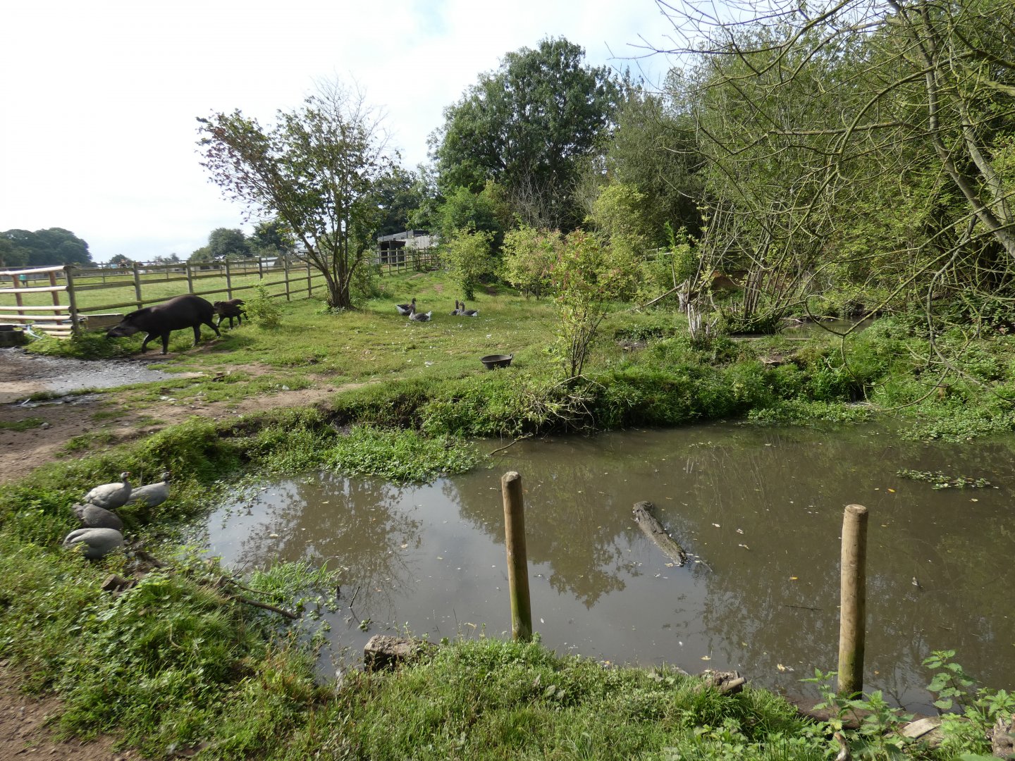 Brazilian tapir enclosure (2)