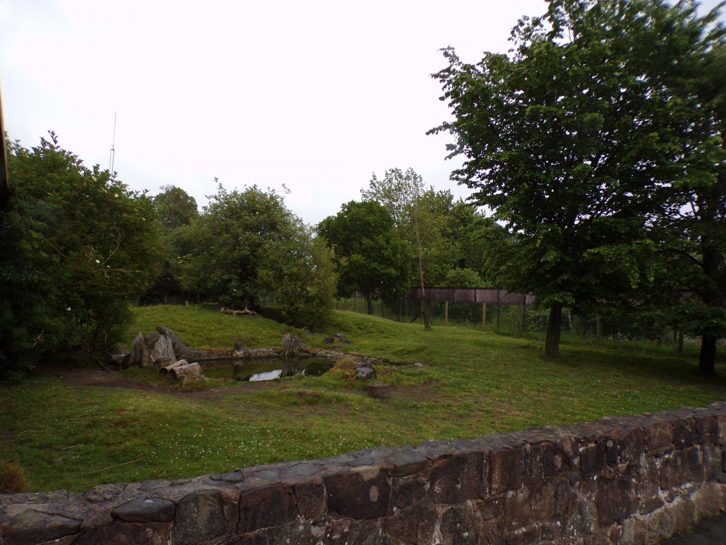 Brazilian tapir enclosure 29.6.24