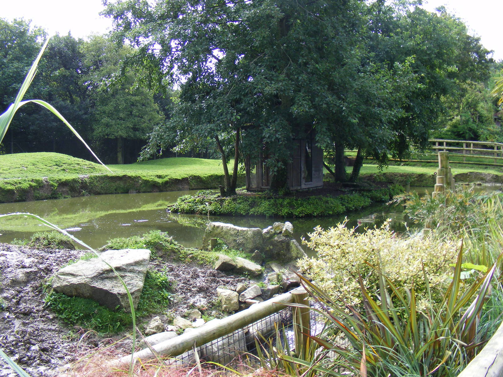 Brazilian tapir enclosure and pied tamarin island at Newquay Zoo, 1 August