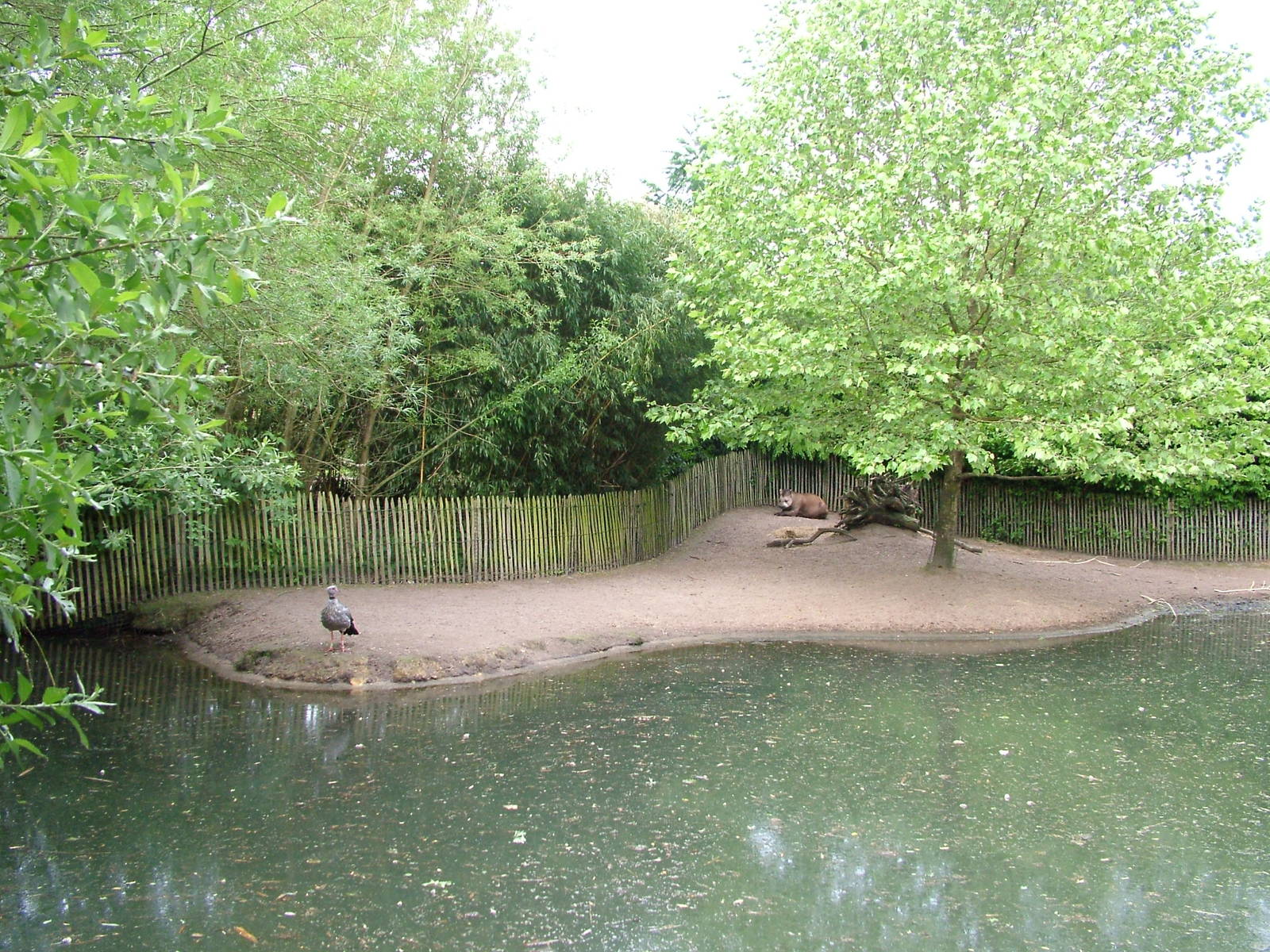 Brazilian Tapir enclosure at Overloon 14/05/09