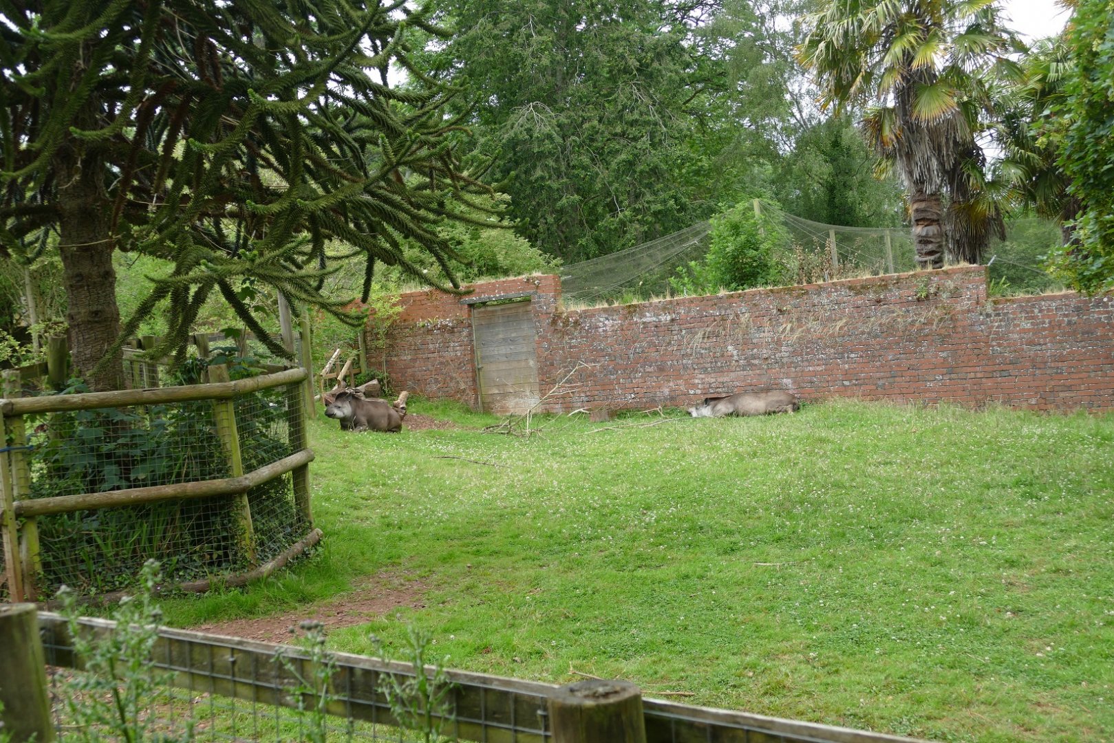 Brazilian Tapir enclosure, July 2020