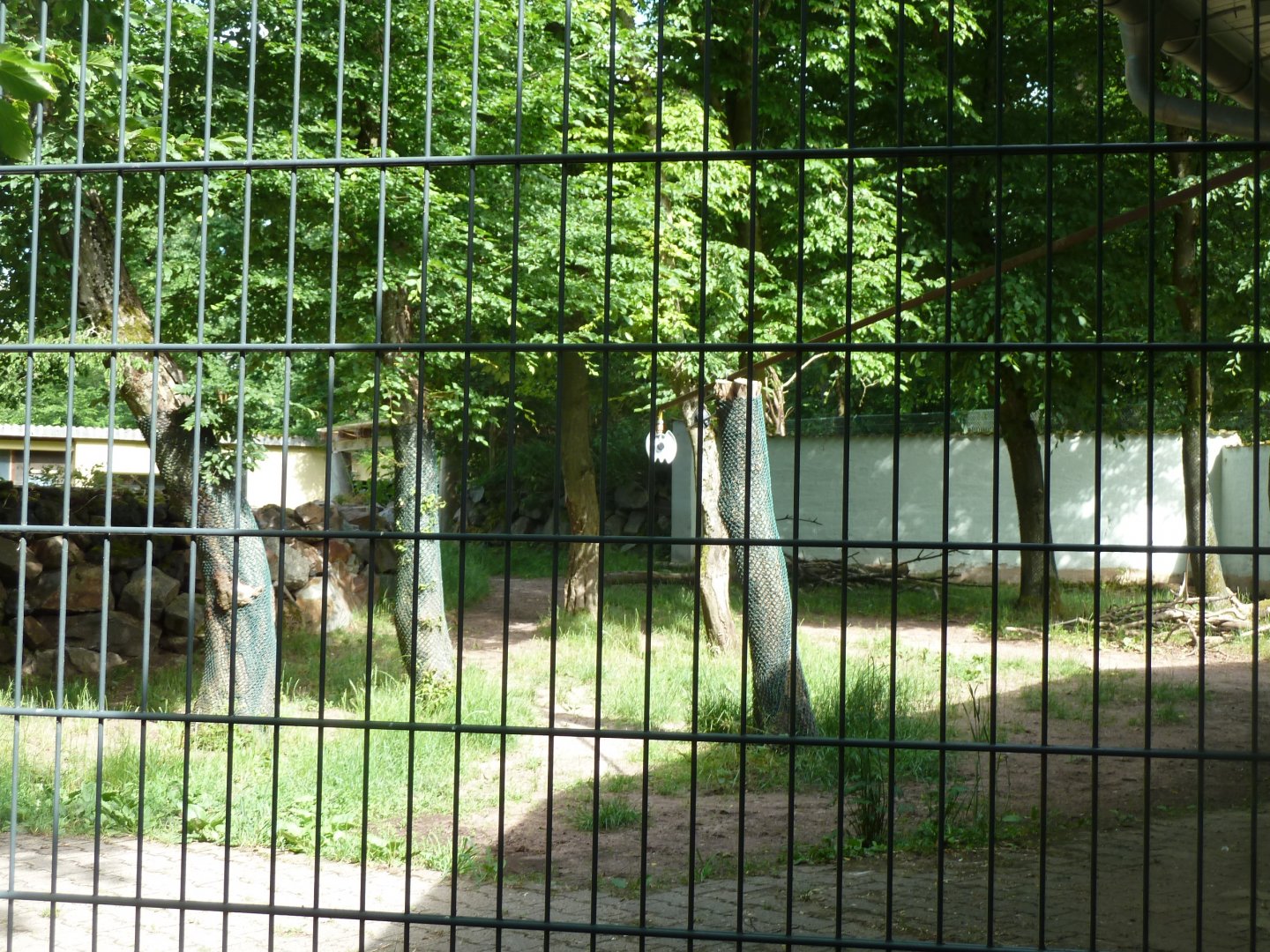Brazilian tapir enclosure - right-wing part