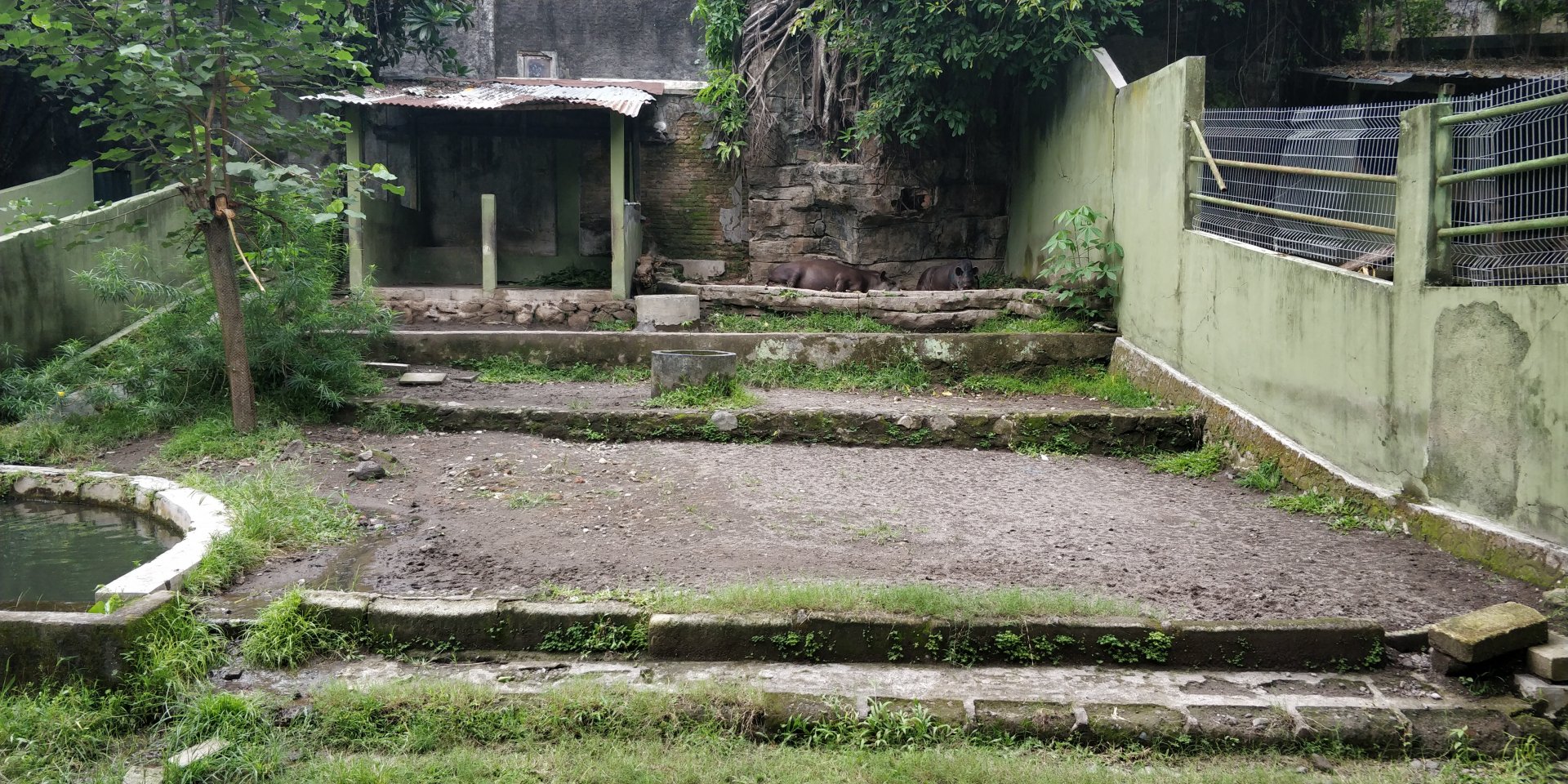 Brazilian tapir enclosure