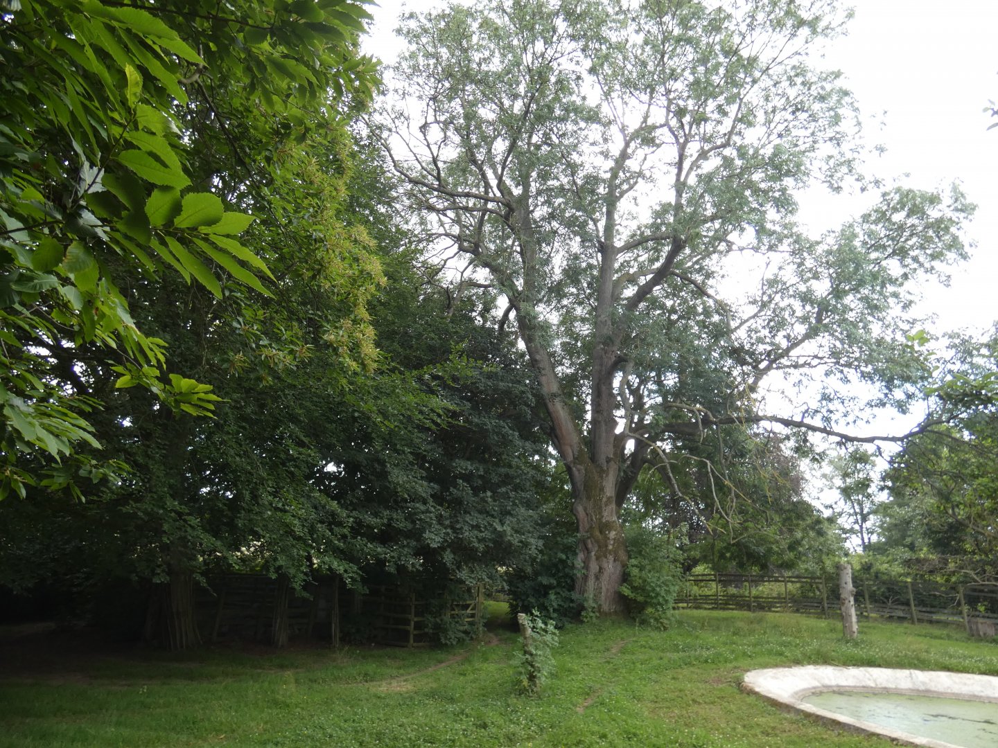 Brazilian Tapir enclosure