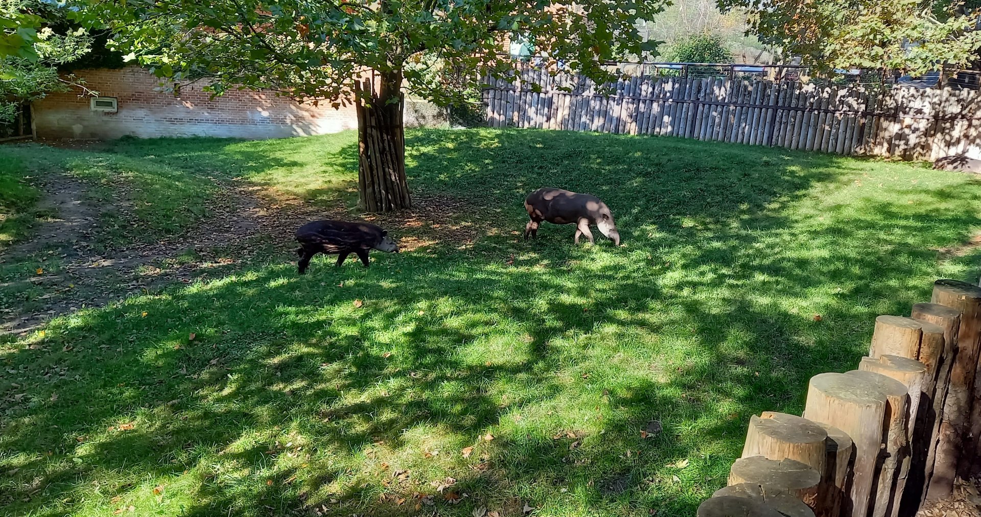 Brazilian tapir enclosure