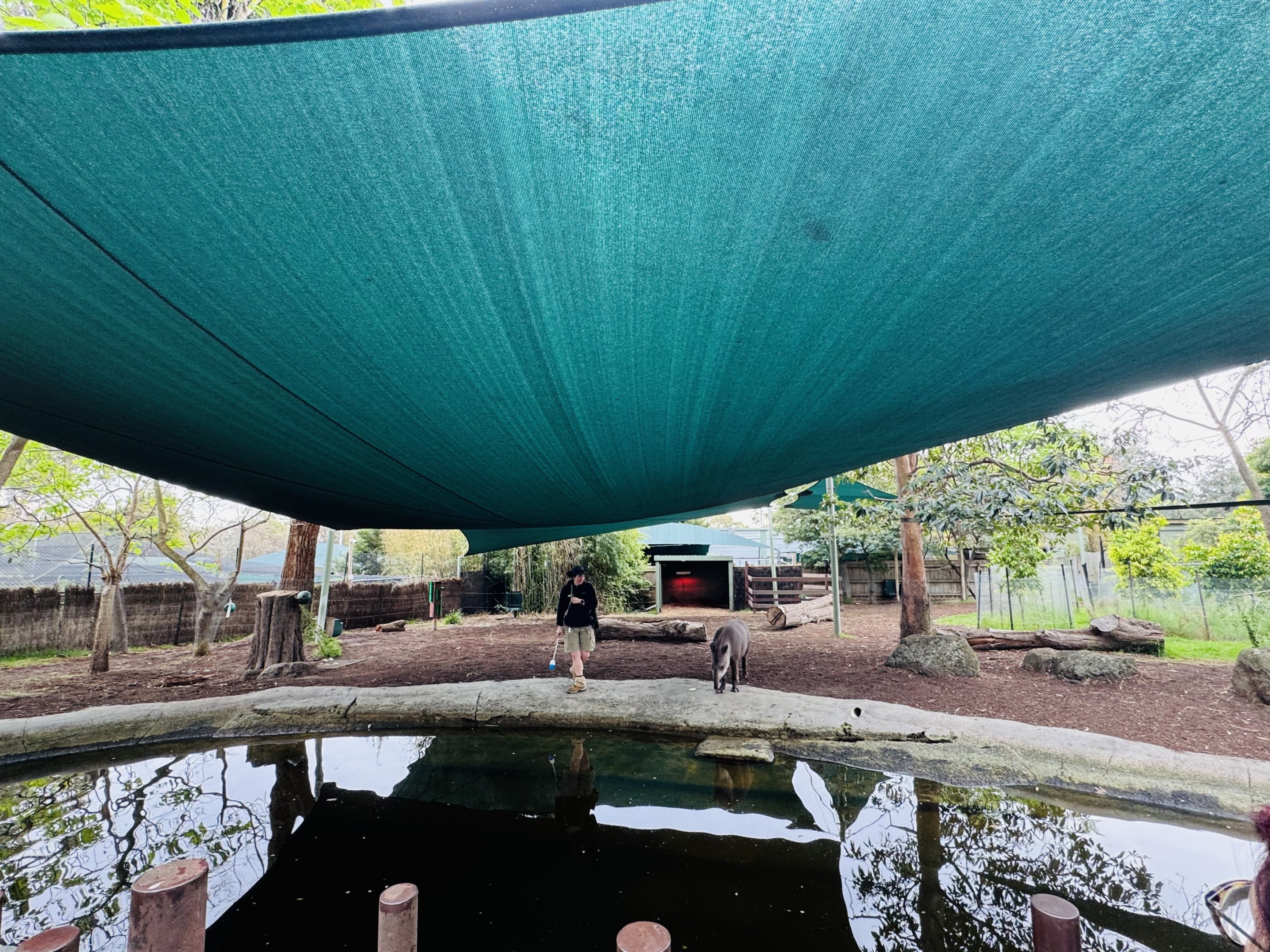 Brazilian tapir enclosure