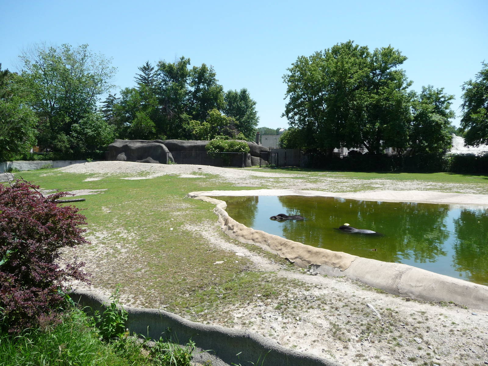 Brazilian Tapir Exhibit - Detroit Zoo
