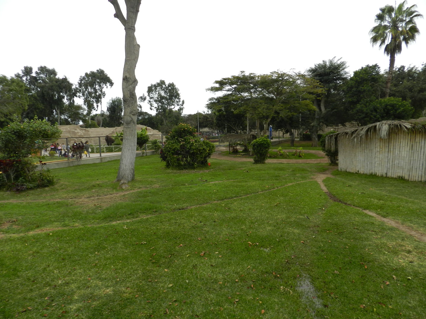 Brazilian tapir exhibit I - Parque de Las Leyendas