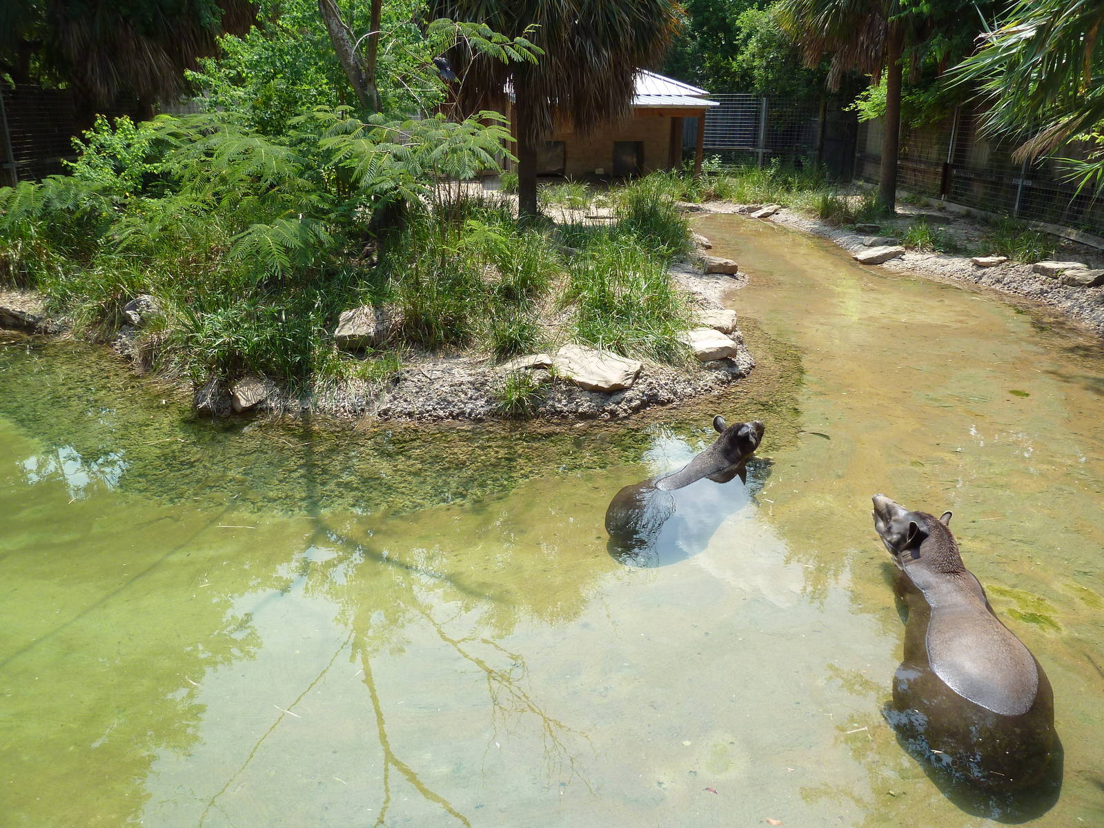 Brazilian Tapir Exhibit