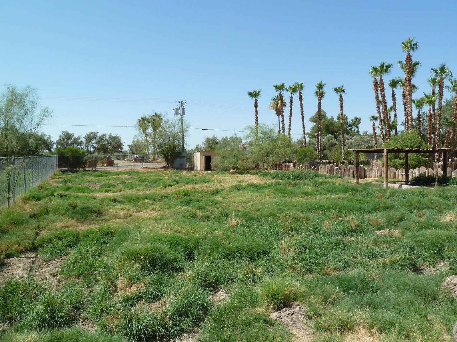 Brazilian Tapir Exhibit