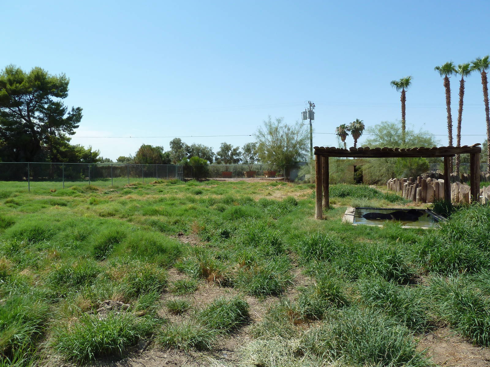 Brazilian Tapir Exhibit