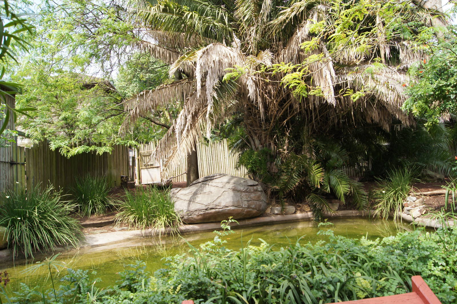 Brazilian Tapir Exhibit