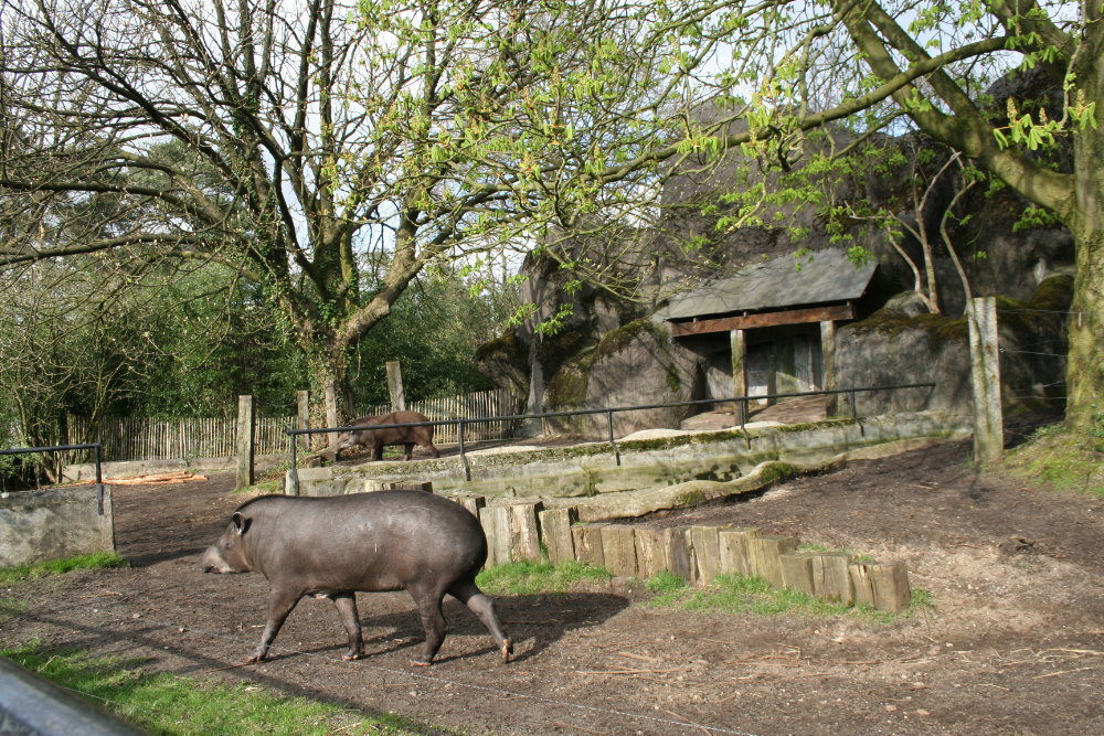 brazilian tapir Exhibit