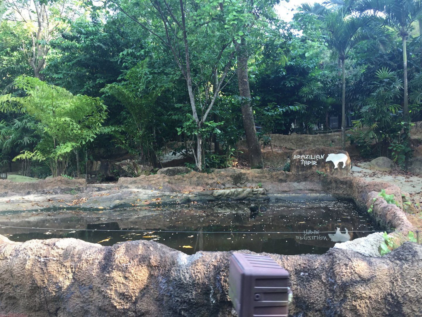 Brazilian Tapir Exhibit