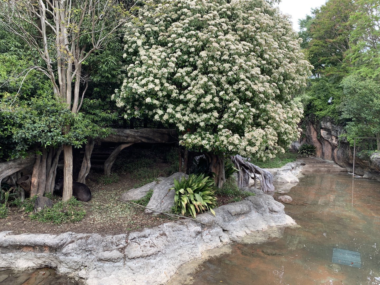 Brazilian Tapir Exhibit