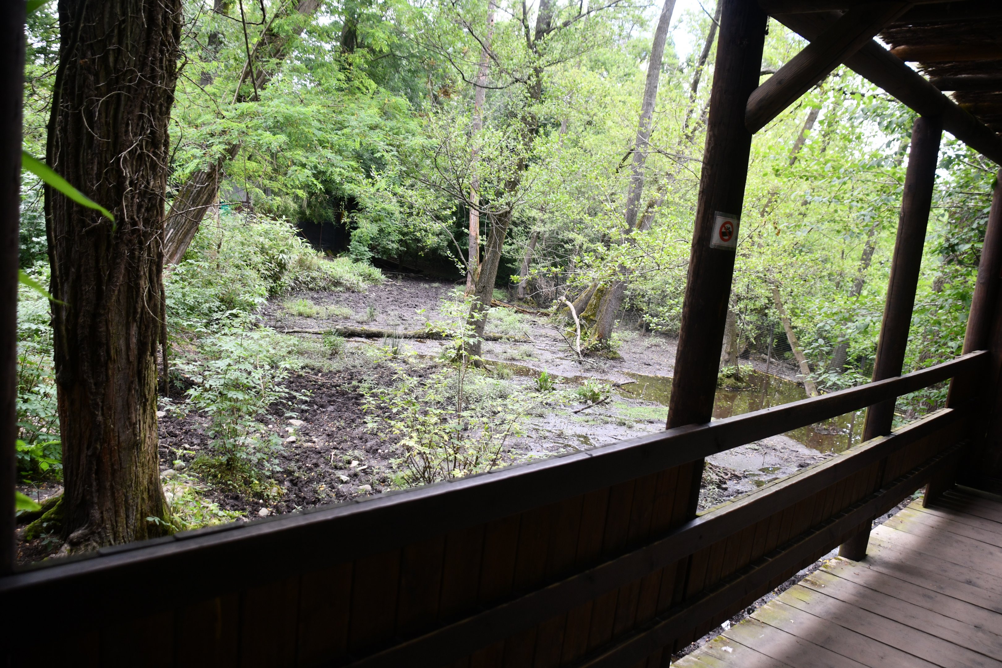 Brazilian Tapir exhibit
