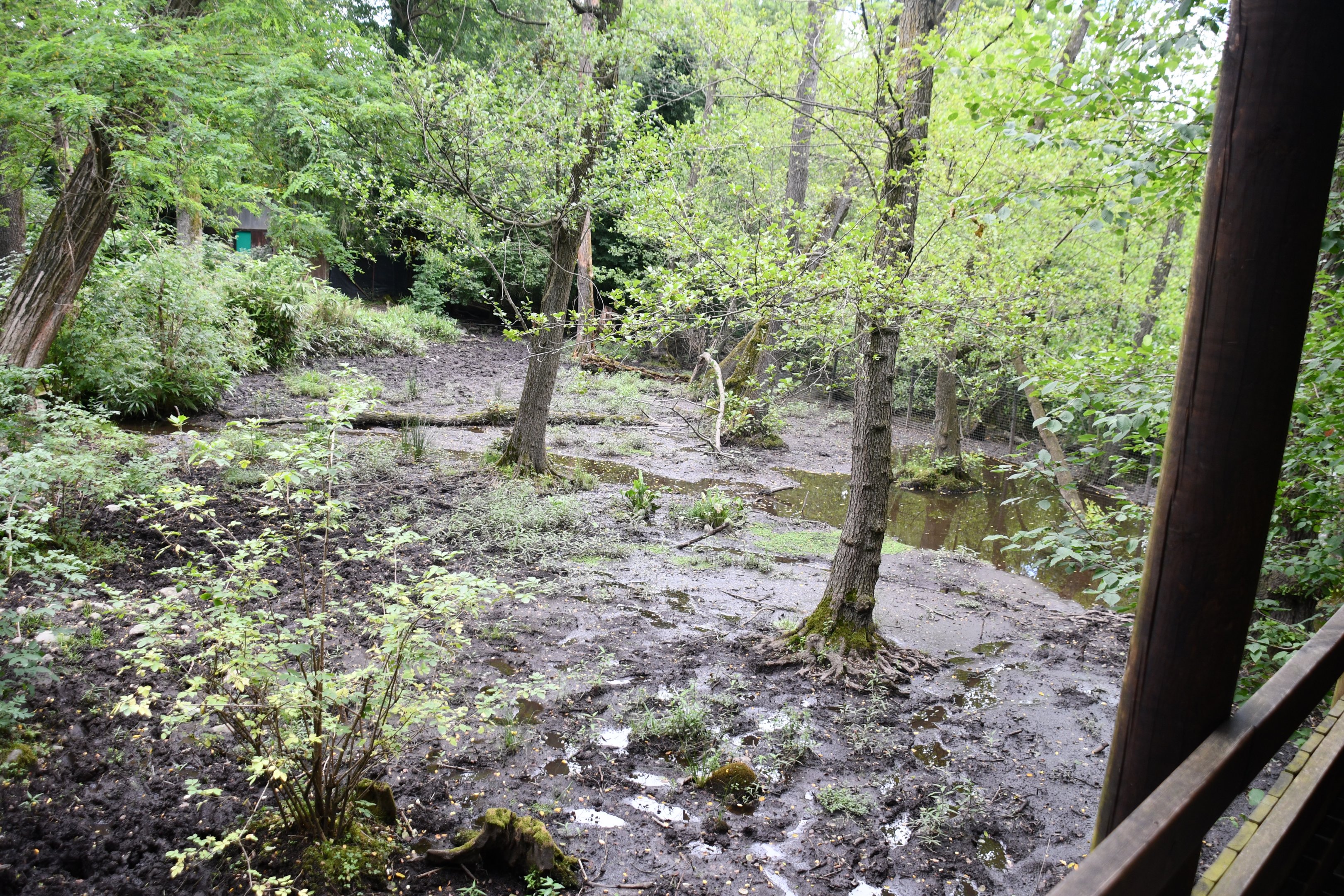 Brazilian Tapir exhibit