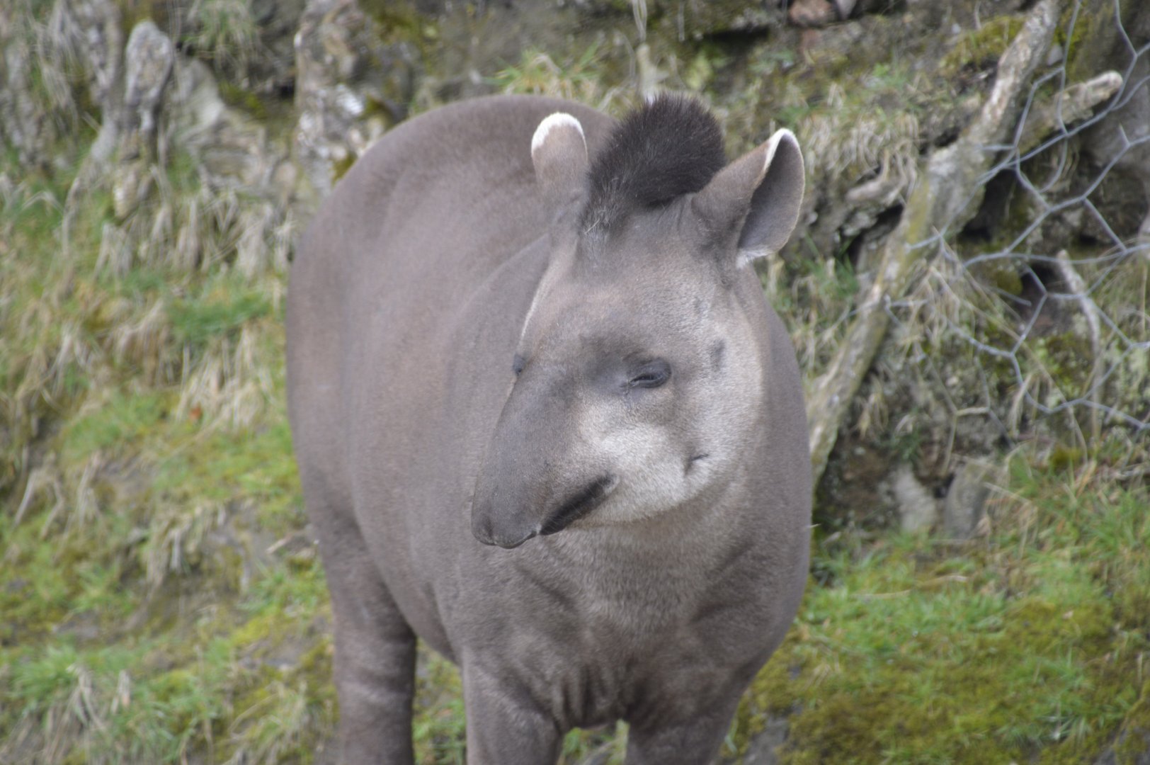 Brazilian Tapir - Exmoor Zoo April 2018