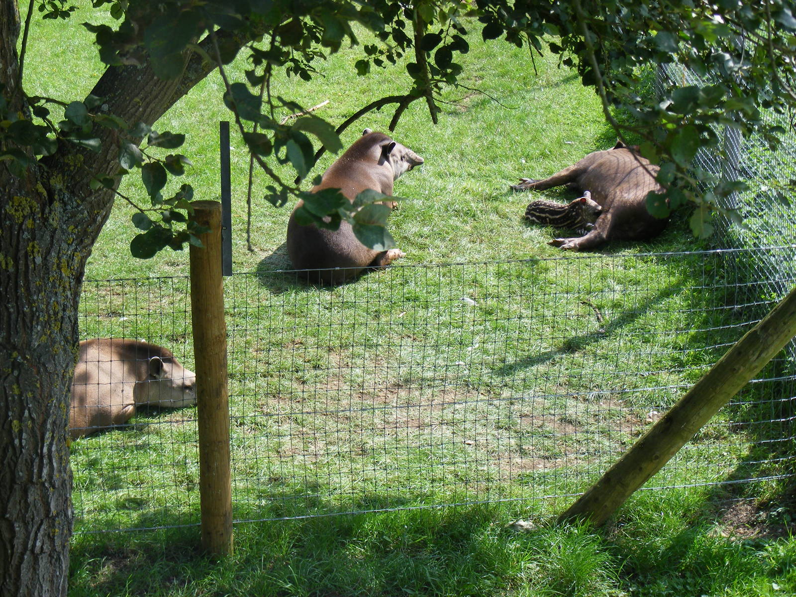 Brazilian tapir family (with newly-born calf) at Marwell Wildlife, 2 Septem
