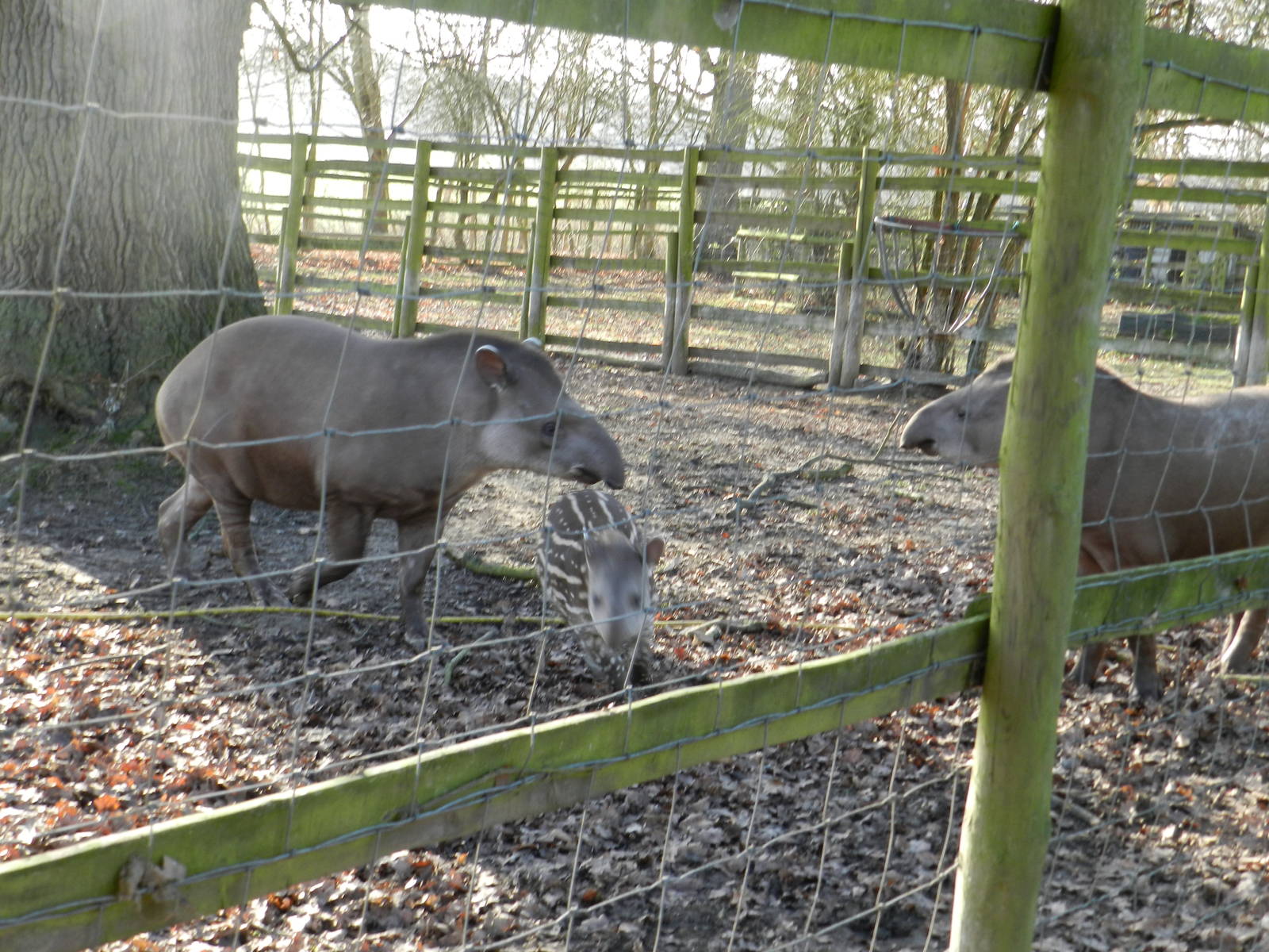 Brazilian Tapir family