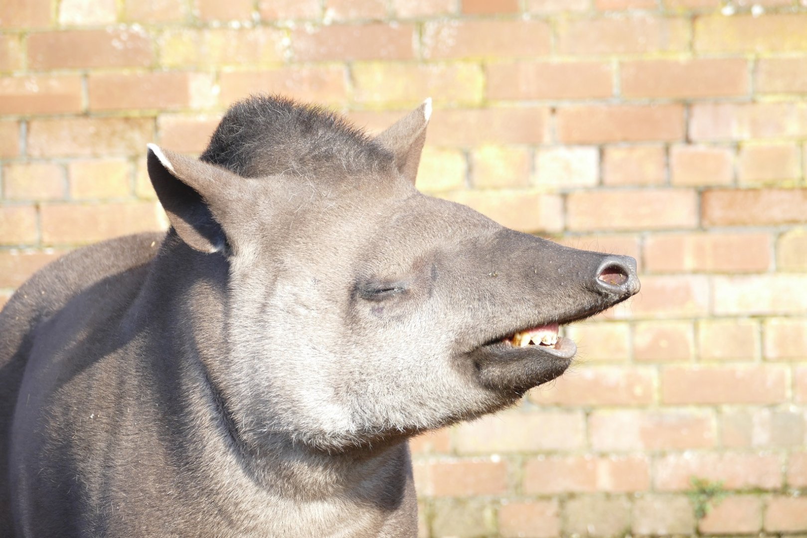 Brazilian Tapir, February 2019