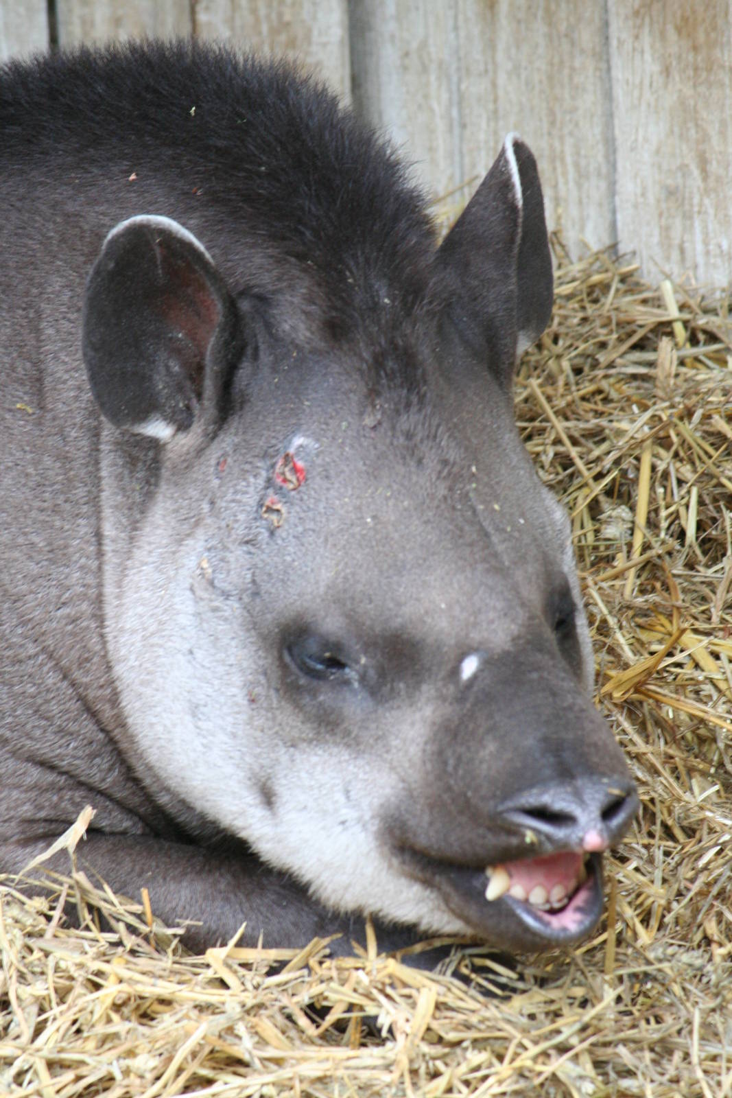 Brazilian tapir flehmen response