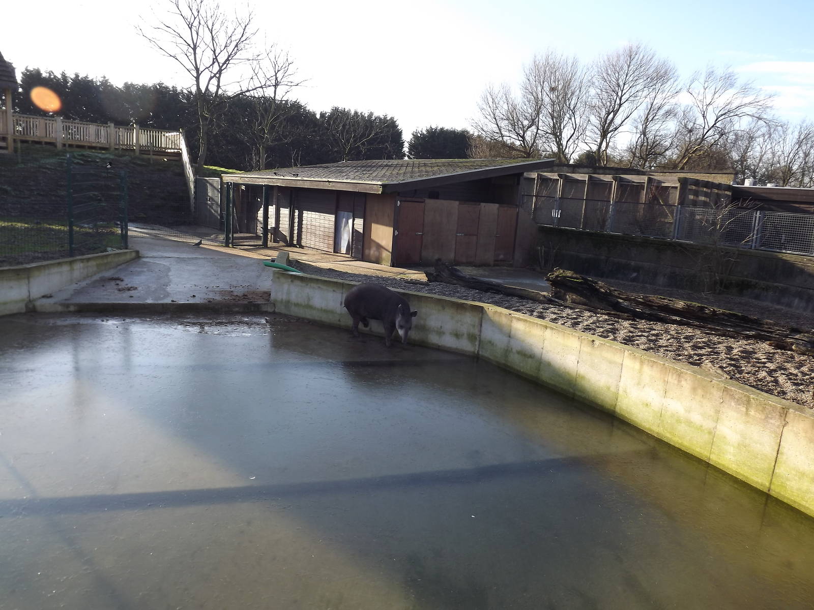 Brazilian tapir hard-standing area at Blackpool Zoo 15/01/12