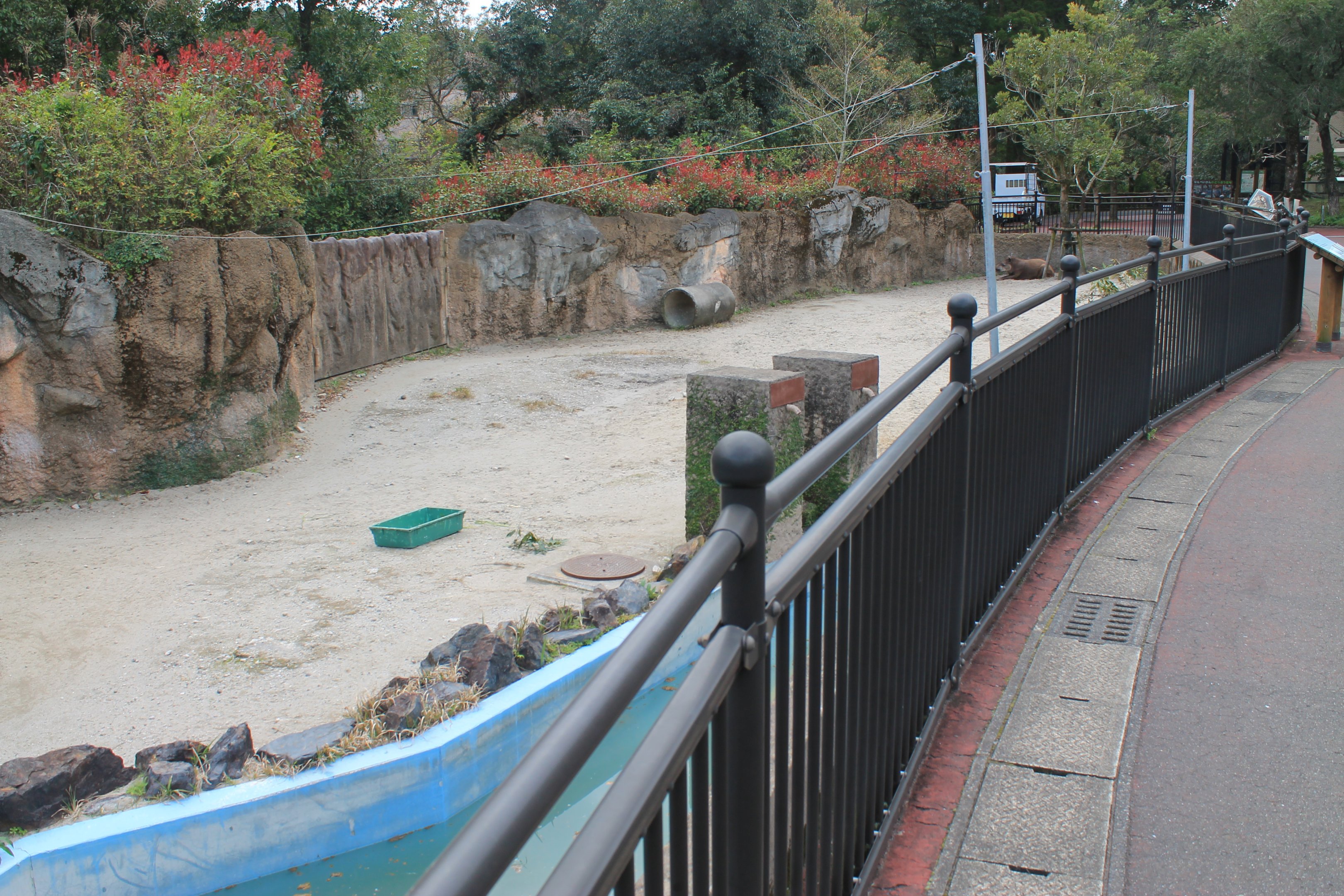 Brazilian Tapir - Hirakawa Zoo (Kagoshima)