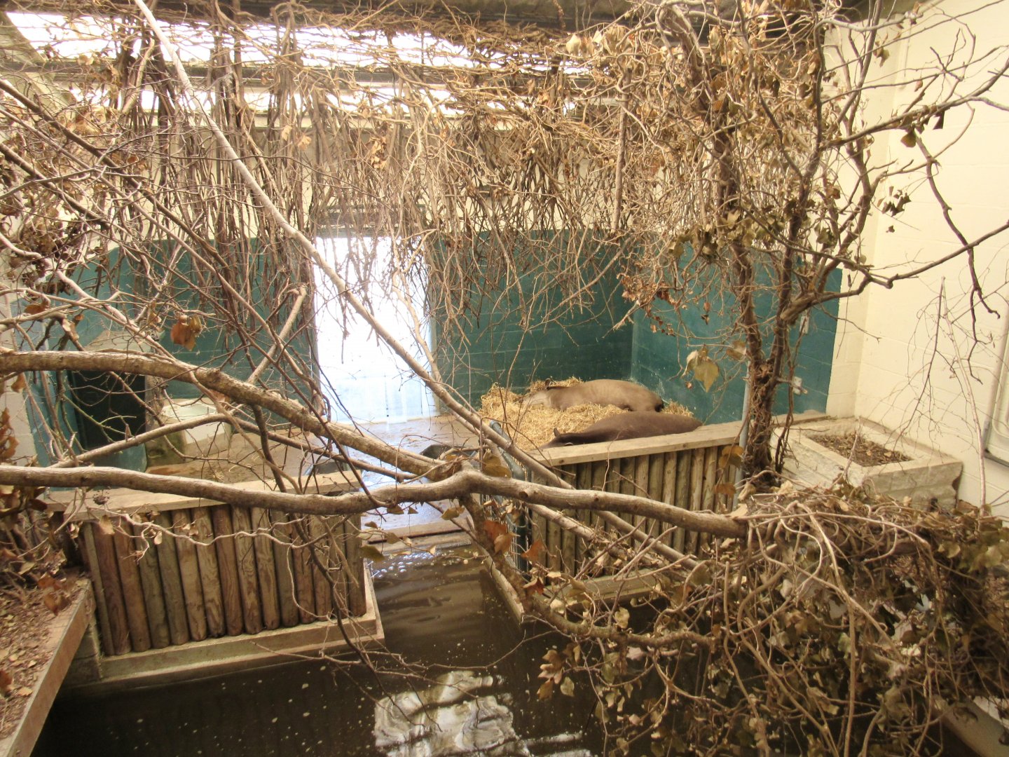 Brazilian Tapir House