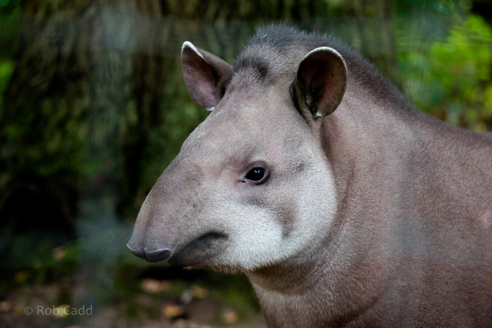 Brazilian tapir : Howletts : 14 Oct 2014