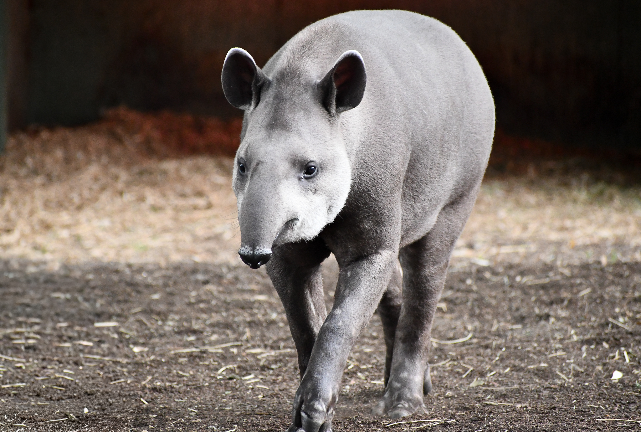 Brazilian Tapir - imported from Austria
