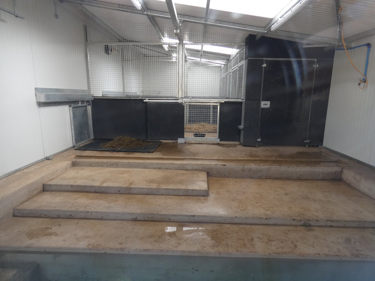 Brazilian tapir indoor enclosure